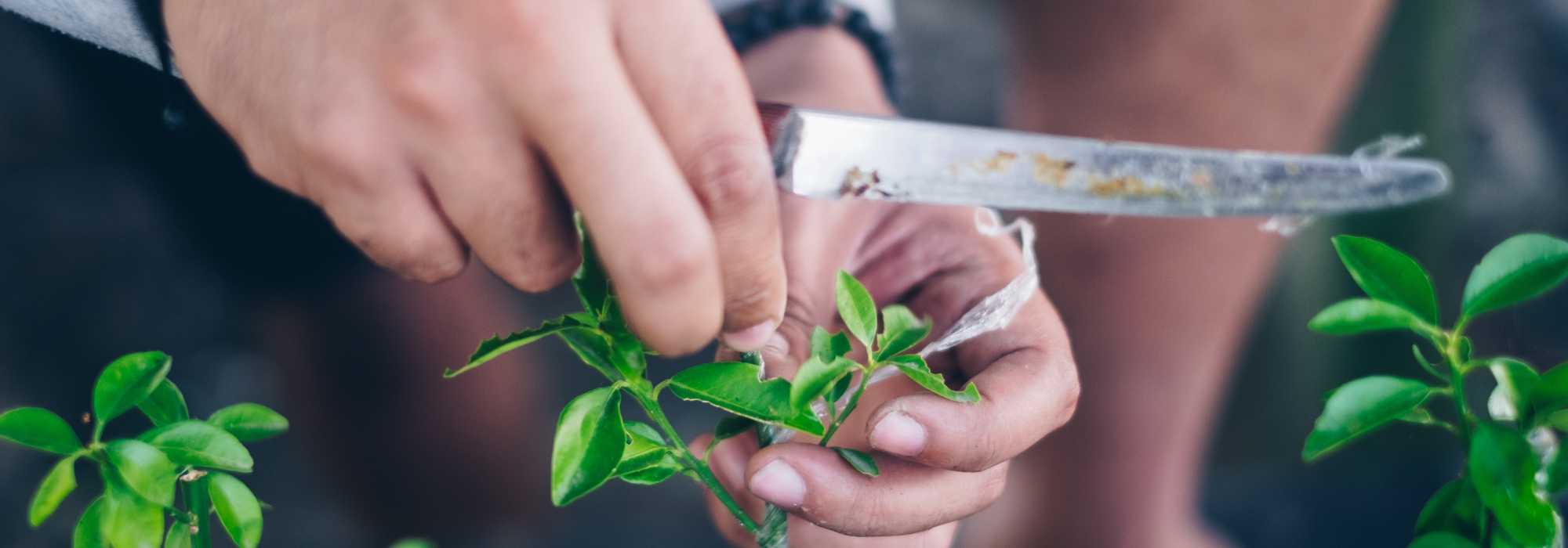 ¿Qué portainjerto elegir para unos cítricos sanos y productivos?