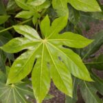 ¿Cómo multiplicar la Fatsia o Aralia del Japón?