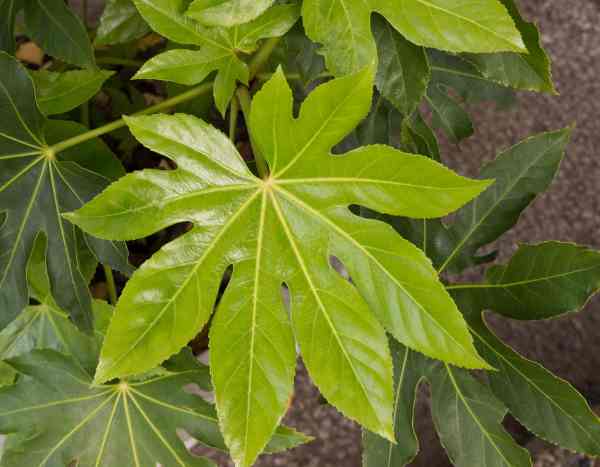 ¿Cómo multiplicar la Fatsia o Aralia del Japón?