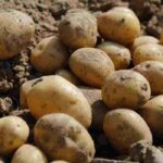 Patatas de conservación: nuestra guía completa para elegirlas
