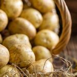 Patatas muy precoces: nuestra guía completa para elegirlas y cultivarlas
