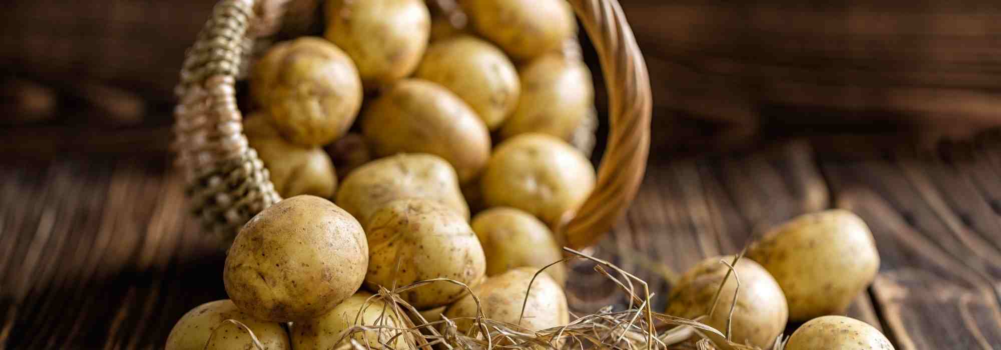Patatas muy precoces: nuestra guía completa para elegirlas y cultivarlas