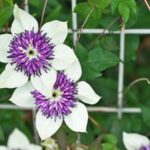 ¿Cómo estropear la Plantación de tus trepadoras?