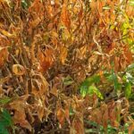 No crece nada en mi jardín: ¿por qué?