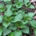 ¿Cómo diagnosticar su suelo gracias a las plantas bioindicadoras?