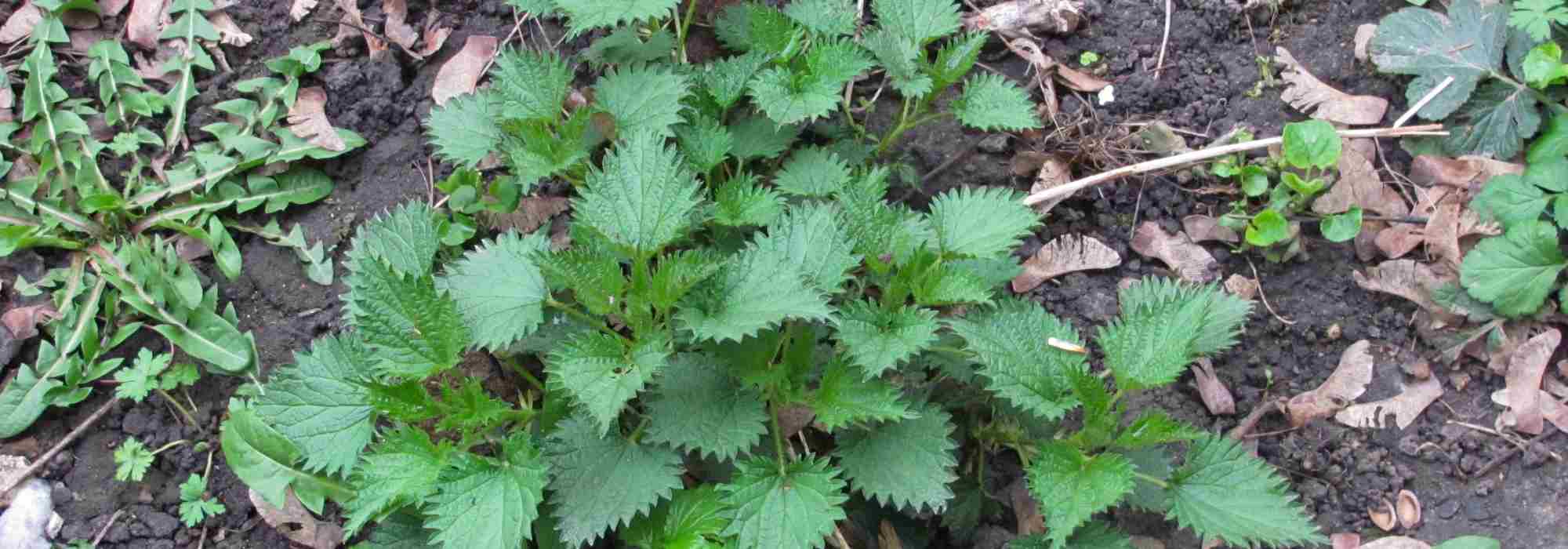 ¿Cómo diagnosticar su suelo gracias a las plantas bioindicadoras?
