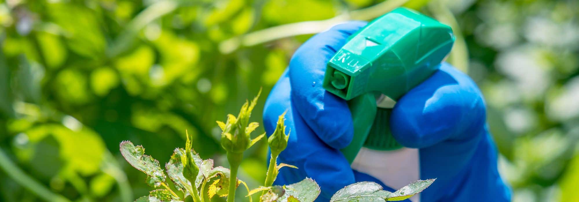 Pulgones, cochinillas: ¿el jabón potásico (jabón negro) es realmente eficaz?