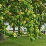 ¿Cómo Podar el Arbol de las tulipas?