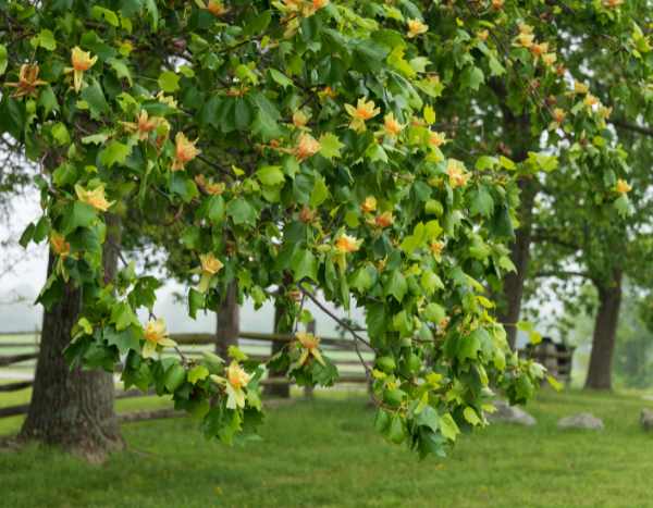 ¿Cómo Podar el Arbol de las tulipas?