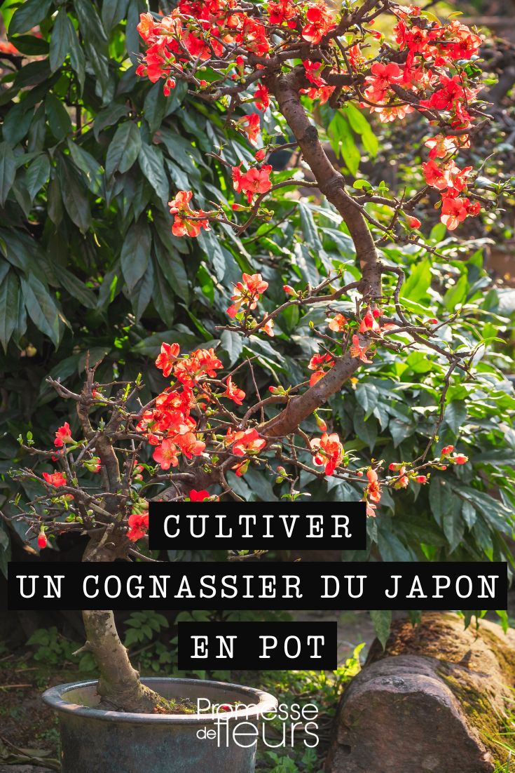 Chaenomeles (traducción al español: Membrillero del Japón)