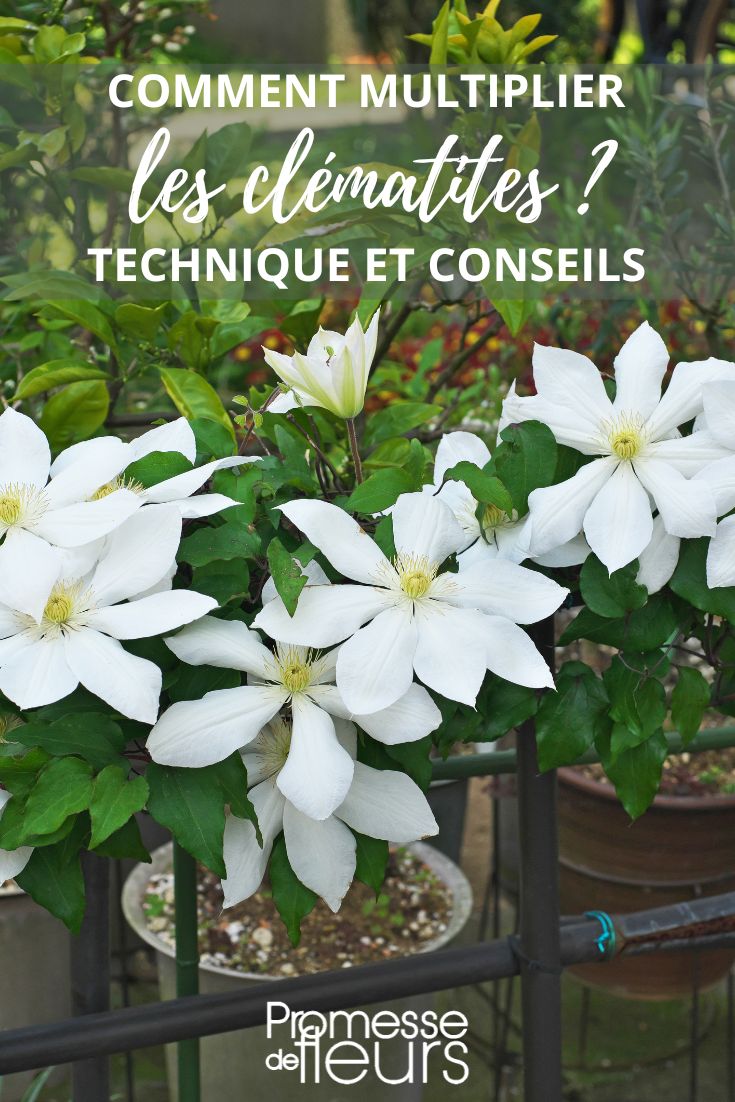 multiplicación de las clemátides