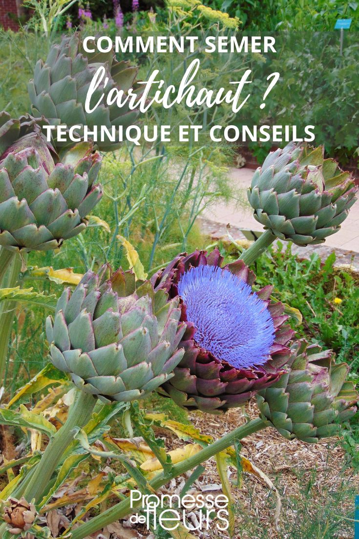 siembra de alcachofa en el jardín