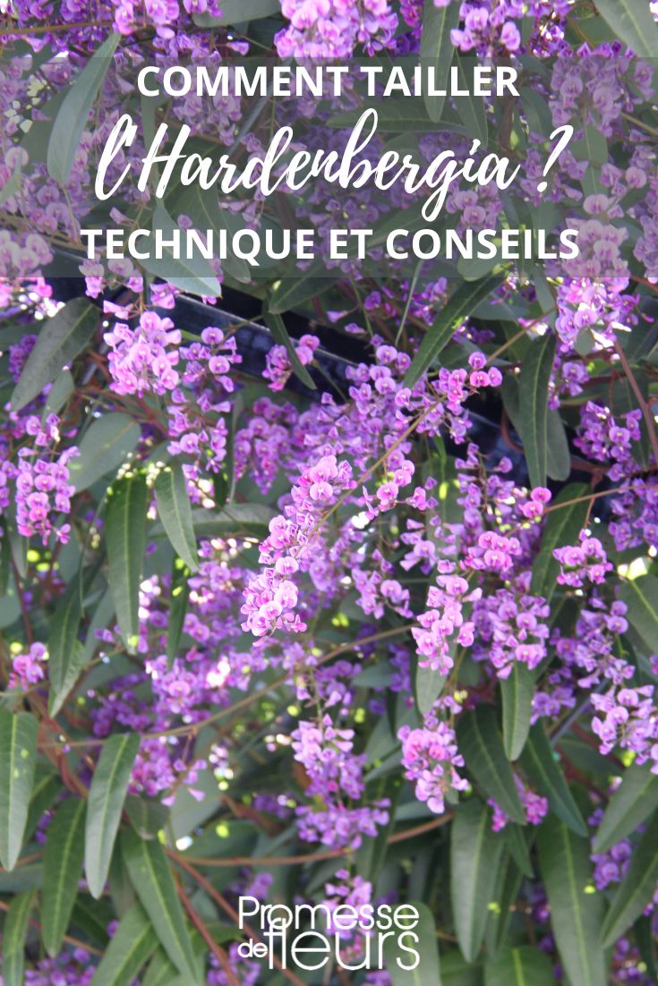 tamaño del hardenbergia