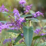 ¿Cómo podar Hardenbergia o guisante de coral púrpura?