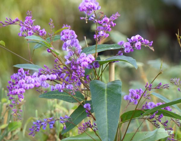 ¿Cómo podar Hardenbergia o guisante de coral púrpura?