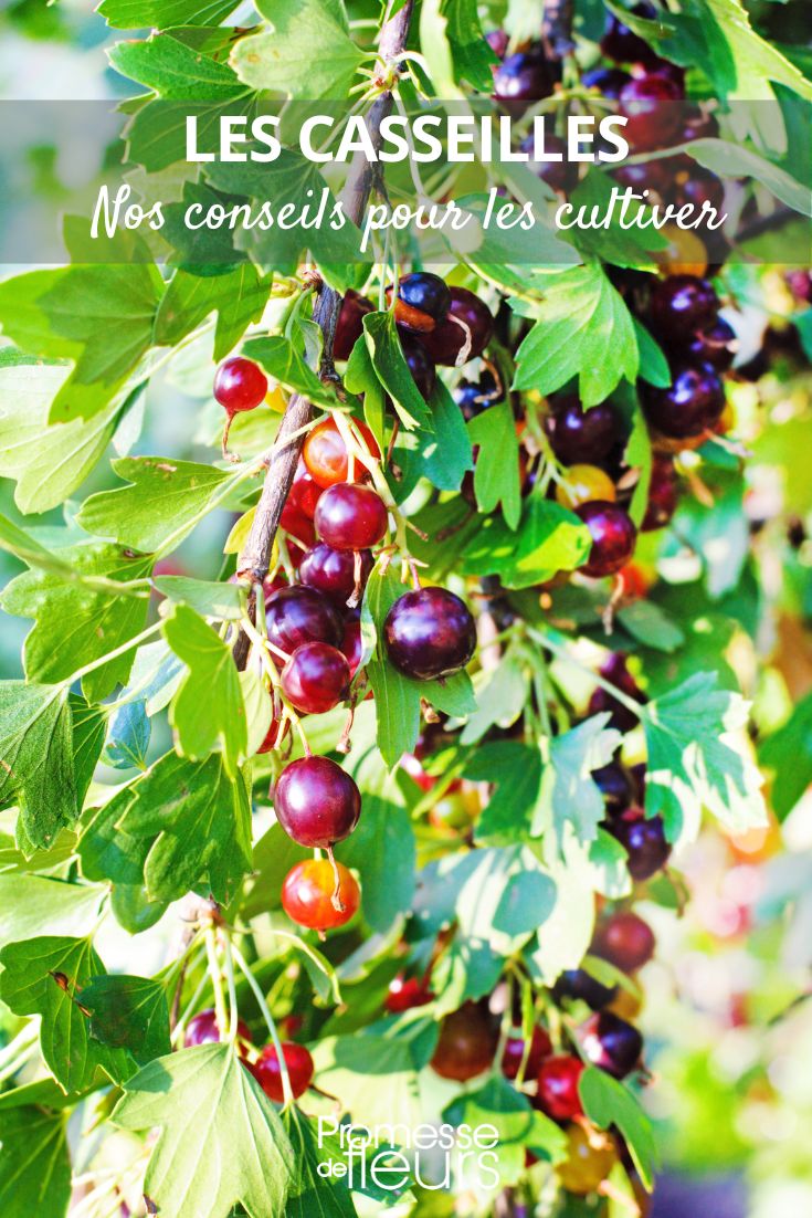 Ribes x nidigrolaria