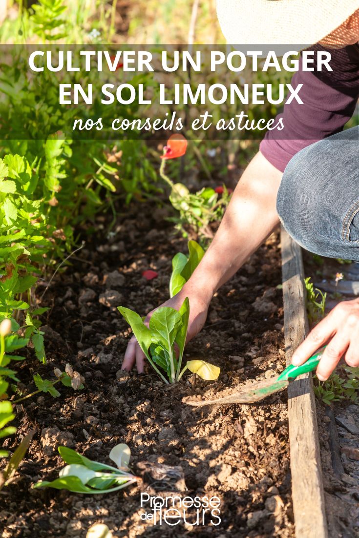 jardinar en suelo limoso