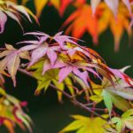 Todo lo que necesitas saber sobre el arce japonés en 15 preguntas