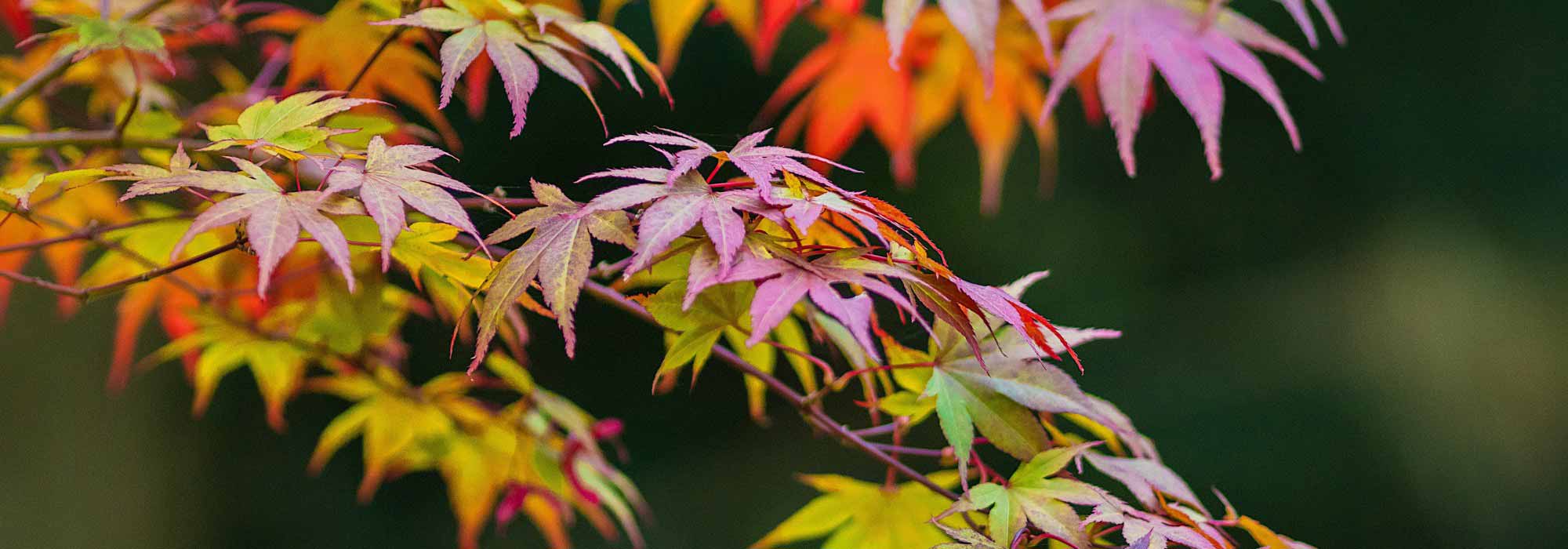 Todo lo que necesitas saber sobre el arce japonés en 15 preguntas