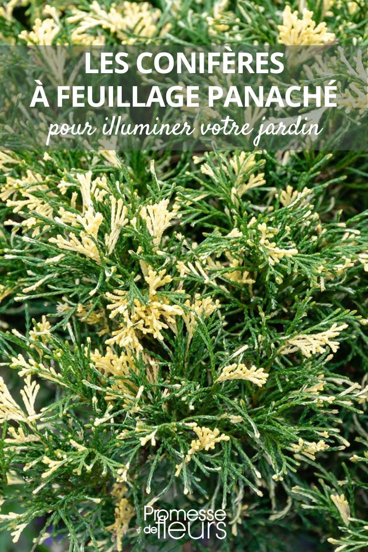 Enebro sabina - Juniperus sabina 'Variegata'