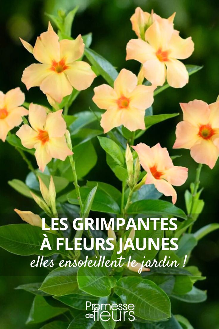 Dipladenia 'Diamantina Emerald Amber Star'  

(Traduction directe - los nombres de variedades de plantas generalmente no se traducen y se mantienen en su forma original en el idioma de registro)