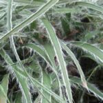 Las gramíneas cubresuelos: para un jardín bonito y fácil