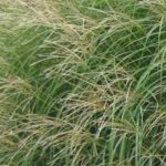 Eulalia: una selección de variedades para maceta