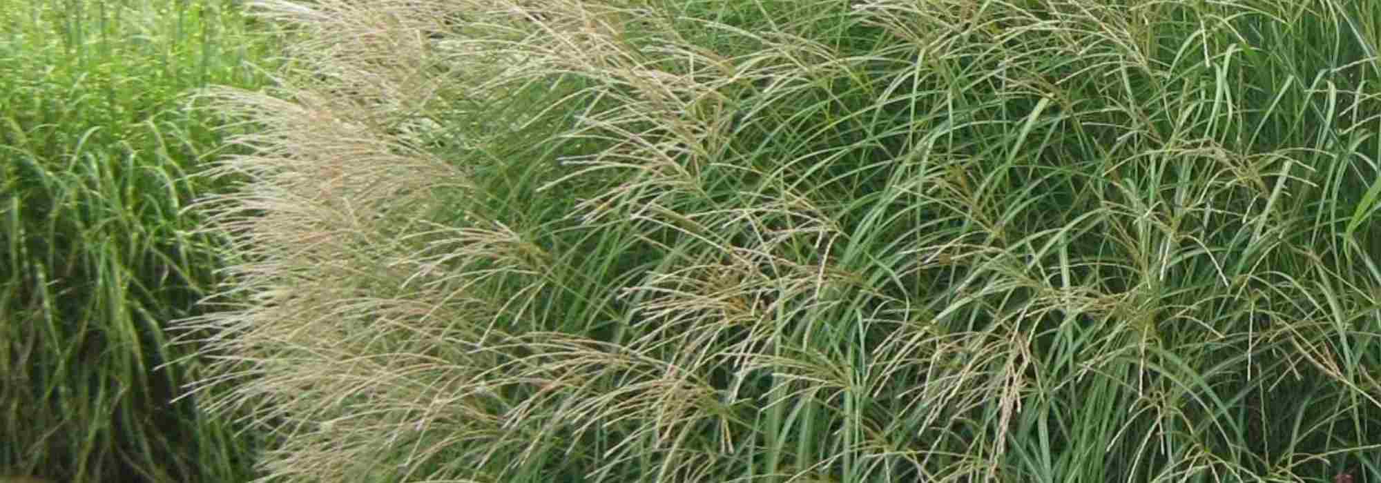 Eulalia: una selección de variedades para maceta
