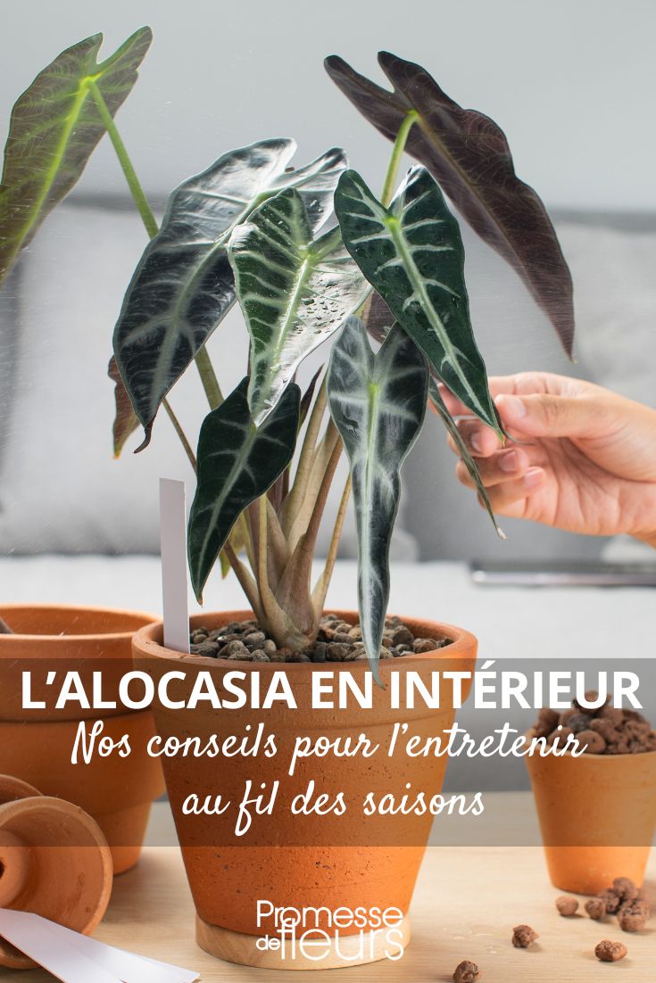 cuidado del alocasia en el interior