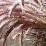 Pennisetum: las mejores variedad para maceta