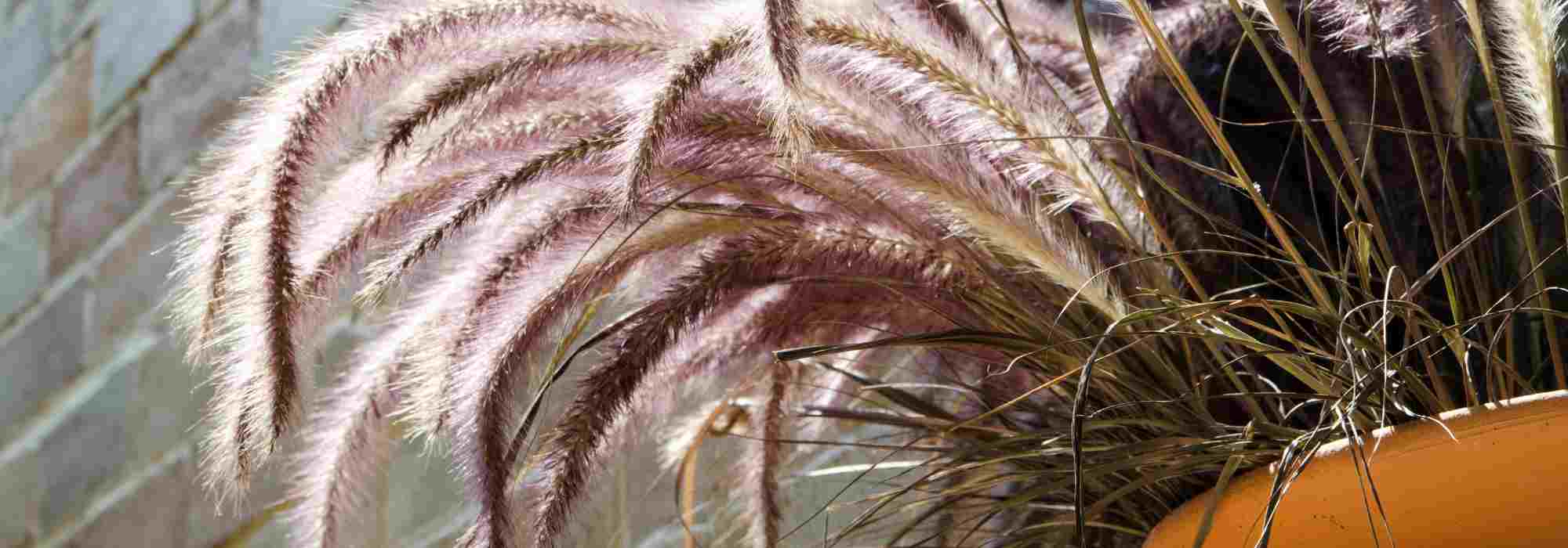 Pennisetum: las mejores variedad para maceta