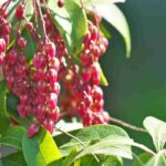 Andrómeda del Japón - Andrómeda: 6 variedades para plantar en maceta
