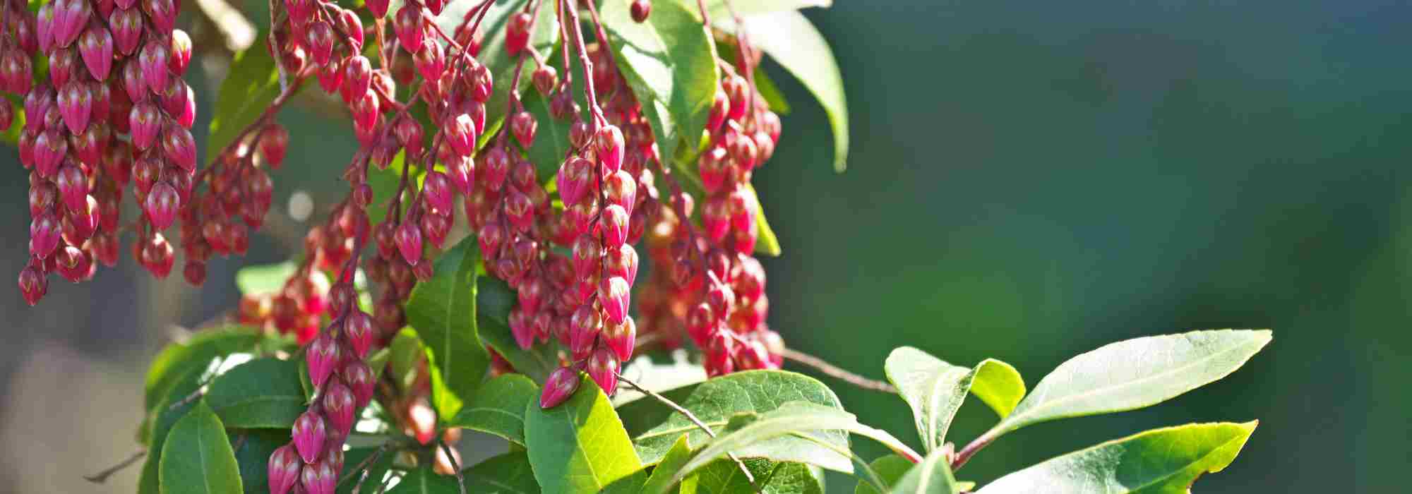 Andrómeda del Japón - Andrómeda: 6 variedades para plantar en maceta