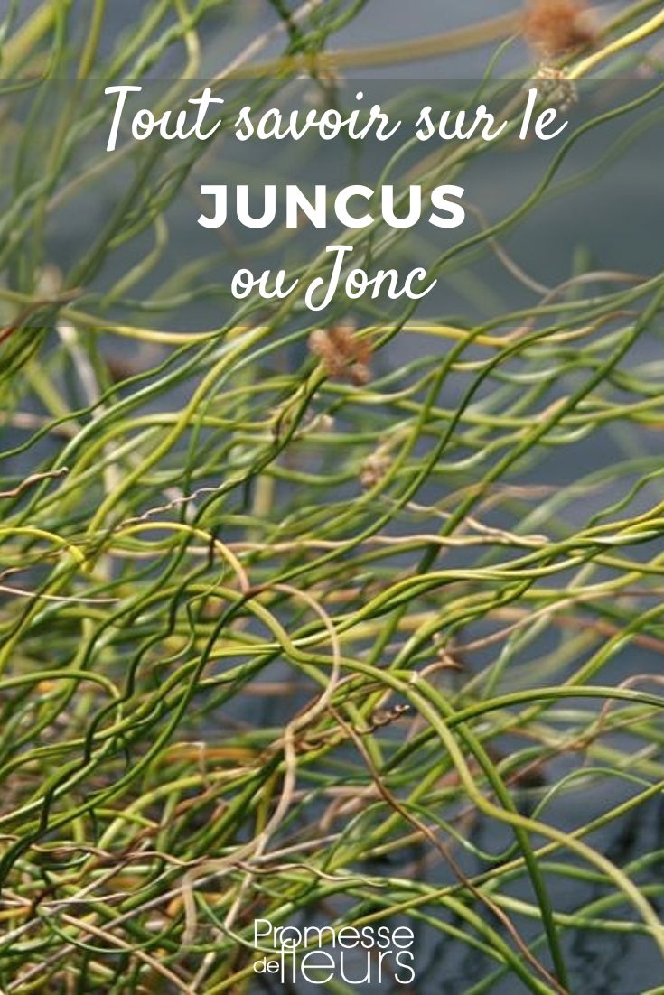Juncus - Junco: plantación y cuidados junco