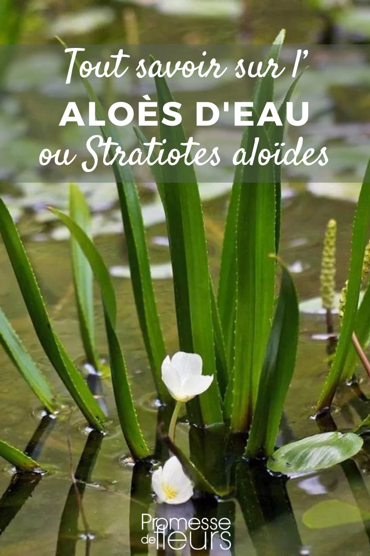Stratiotes aloides áloes de agua