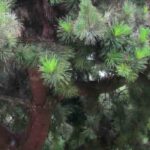 Coníferas de follaje verde: las mejores variedades