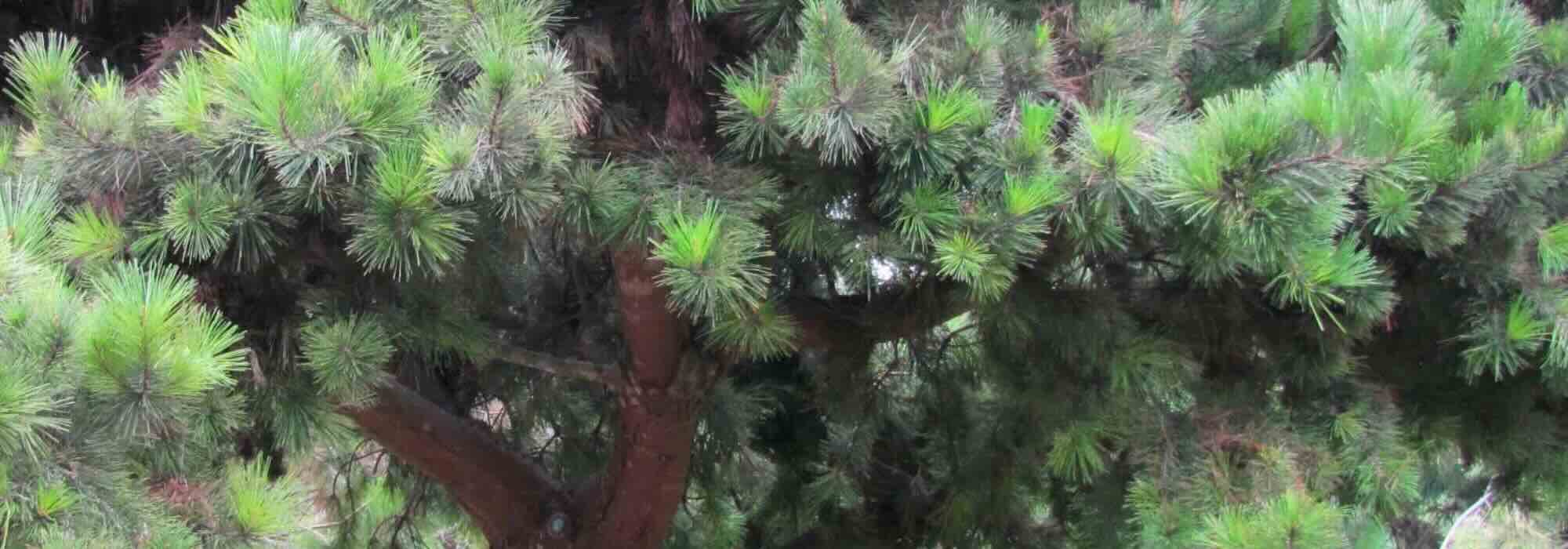 Coníferas de follaje verde: las mejores variedades