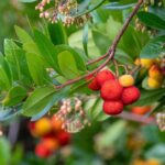 ¿Por qué mi madroño no da frutos?