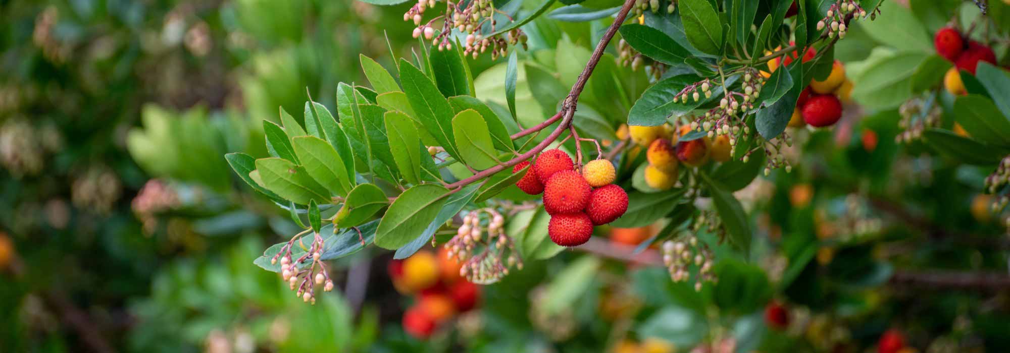 ¿Por qué mi madroño no da frutos?