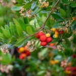 Madroño: ¿cómo recolectar y utilizar sus frutos en la cocina?