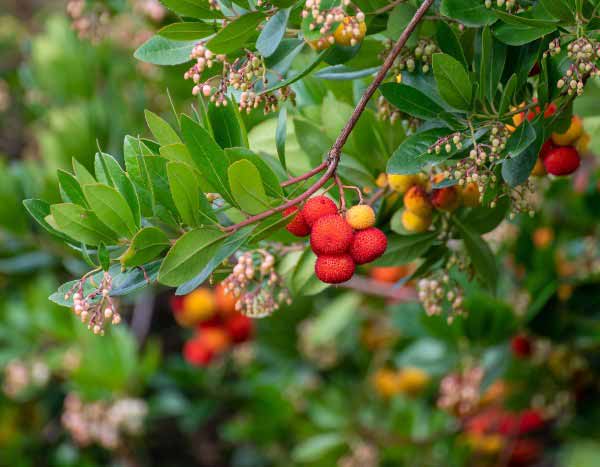 Madroño: ¿cómo recolectar y utilizar sus frutos en la cocina?