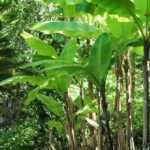 ¿Cómo podar un bananero?