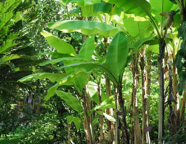 ¿Cómo podar un bananero?