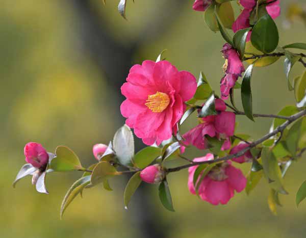 ¿Cómo podar los camelios?