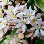 ¿Cómo podar las clemátides de floración invernal?
