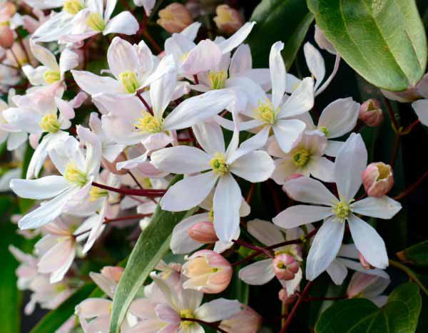 ¿Cómo podar las clemátides de floración invernal?