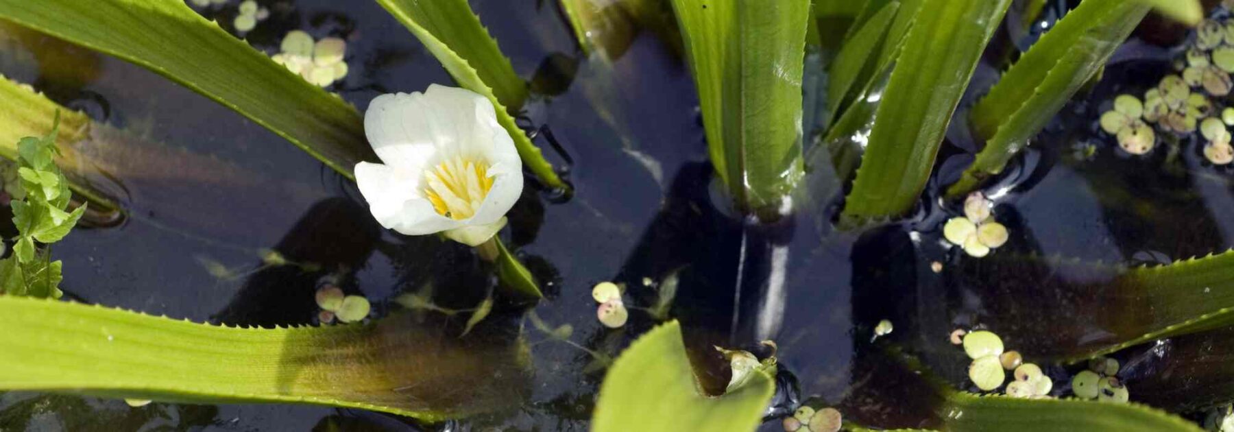 Aloe de agua - Stratiotes aloides: plantar y cultivar