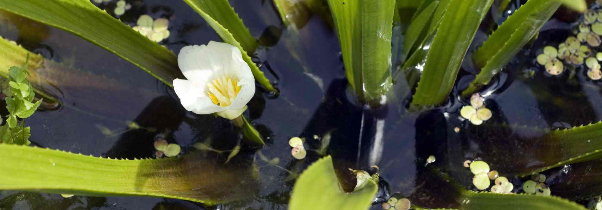 Aloe de agua - Stratiotes aloides: plantar y cultivar