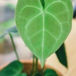 ¿Cómo cuidar un Anthurium de interior a lo largo de las estaciones?
