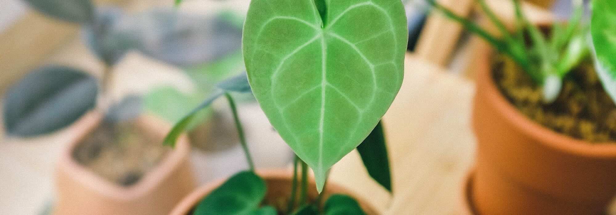 ¿Cómo cuidar un Anthurium de interior a lo largo de las estaciones?